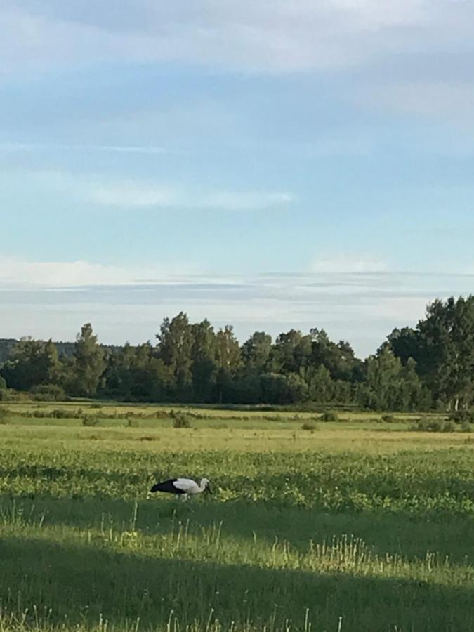 Dzika Plaza Wierzchucino Eksteriør bilde
